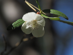 Eucryphia lucida
