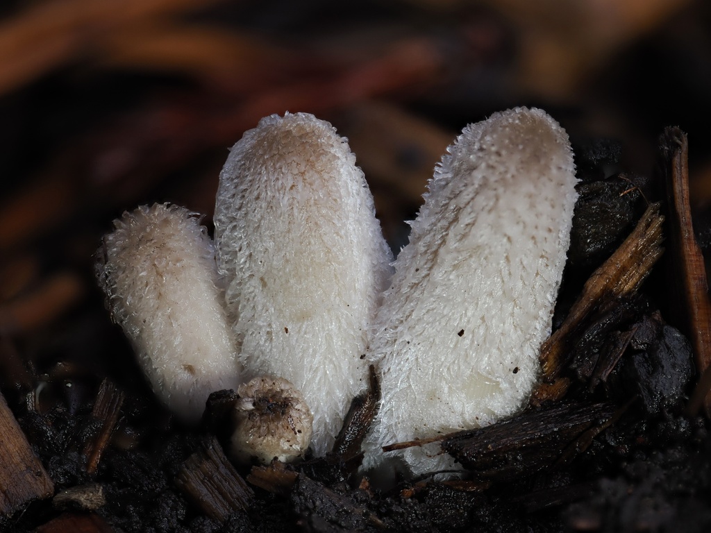 Coprinopsis lagopus · January 2026 · photo: © alan_rockefeller (iNaturalist, cc-by-sa)