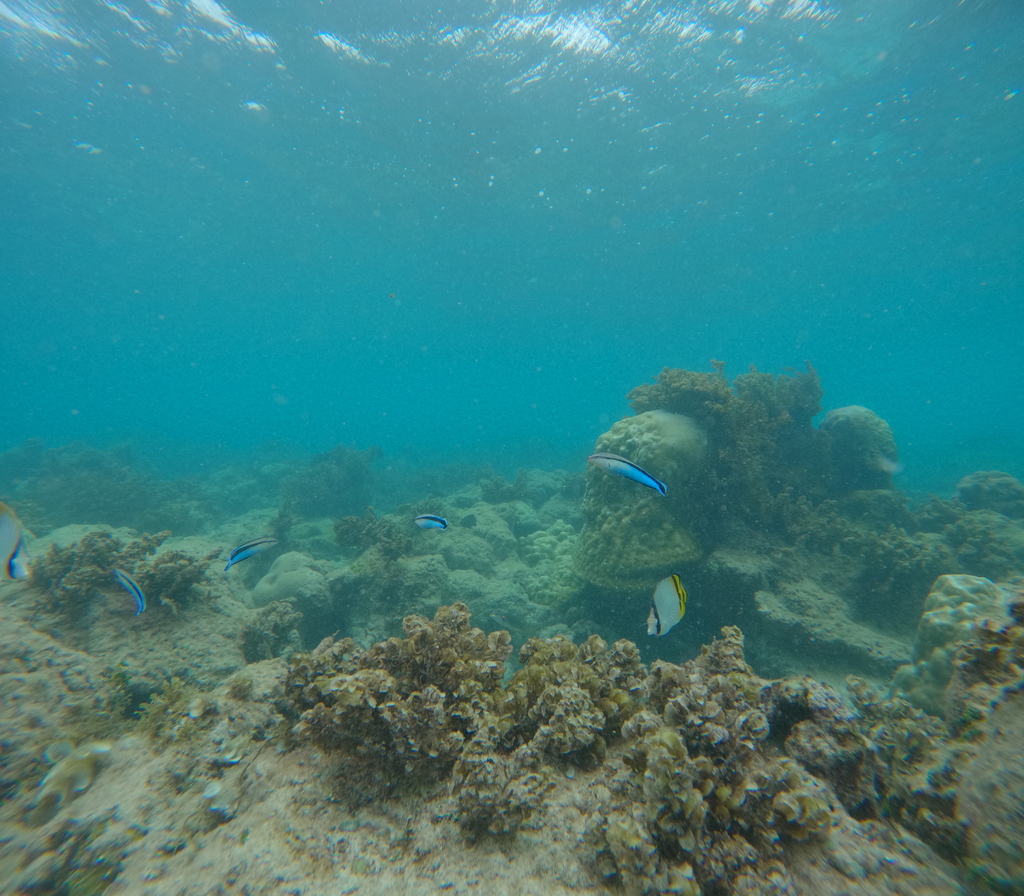 Butterfly fish (Chaetodon vagabundus) — Chaetodontidae