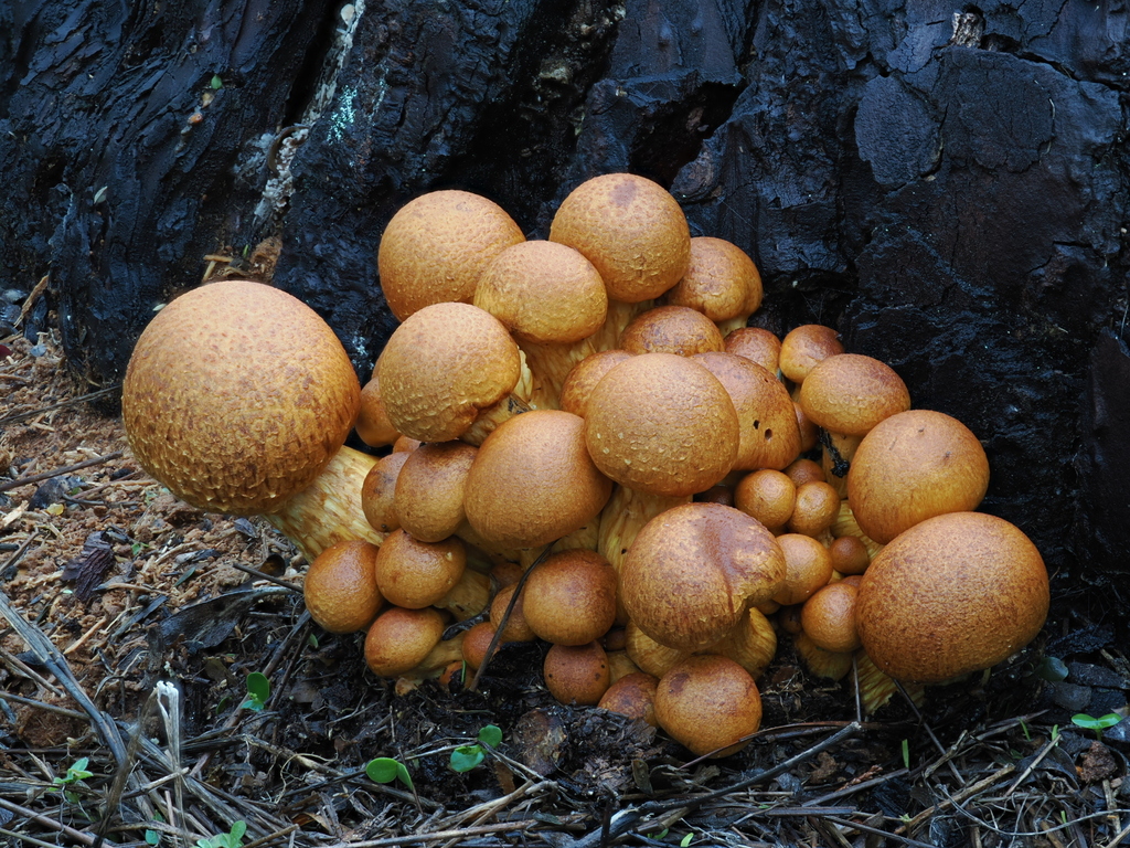Gymnopilus ventricosus · January 2026 · photo: © alan_rockefeller (iNaturalist, cc-by-sa)