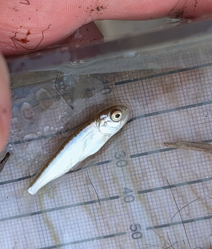Blackmouth (Oncorhynchus tshawytscha) — Salmonidae