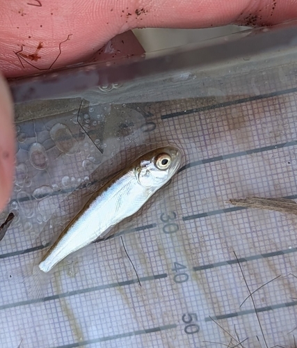 Blackmouth (Oncorhynchus tshawytscha) — Salmonidae