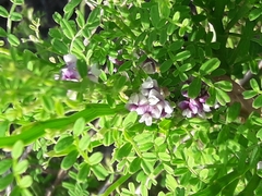 Carmichaelia odorata