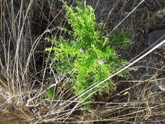 Carmichaelia odorata