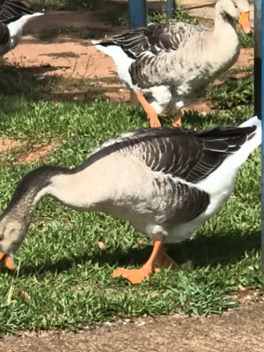 Greylag Goose