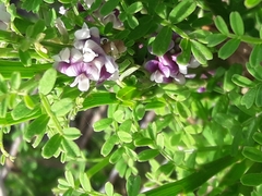 Carmichaelia odorata