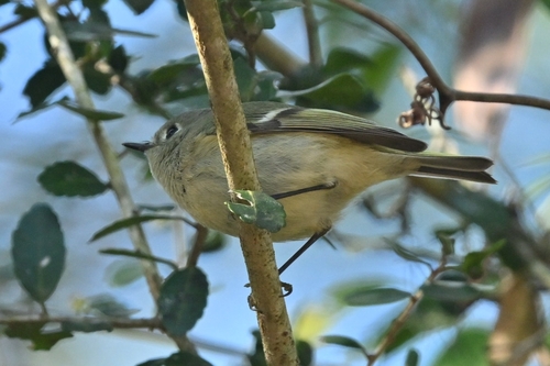 Ruby-crowned Kinglet photographed in Florida