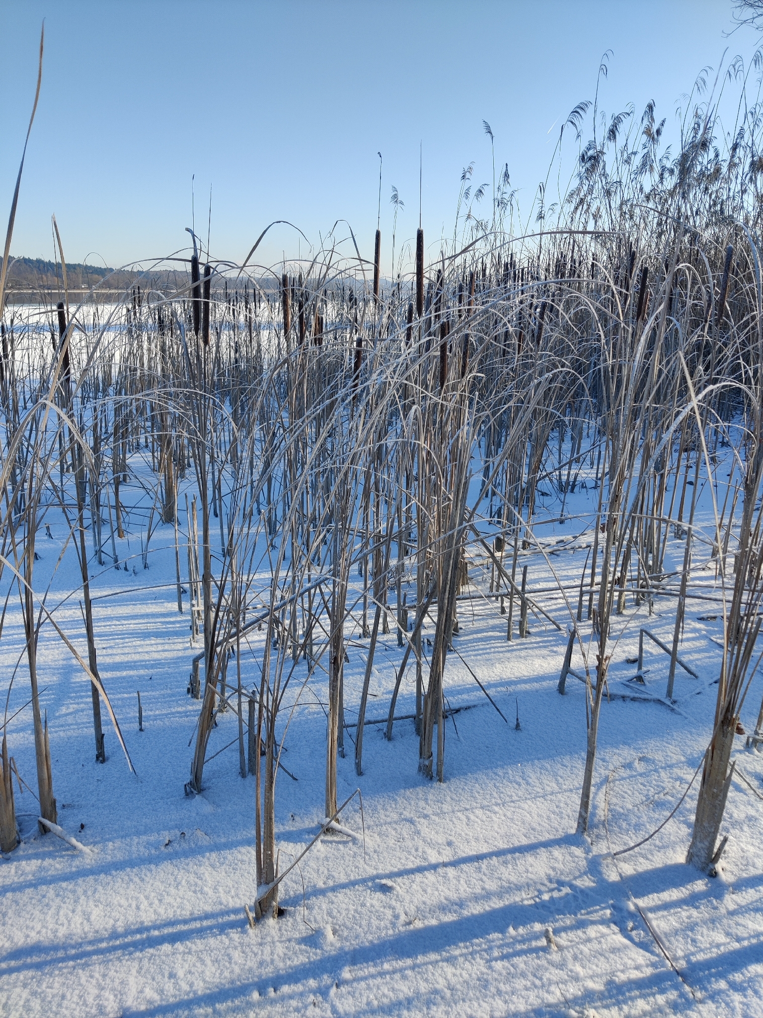Narrowleaf cattail
