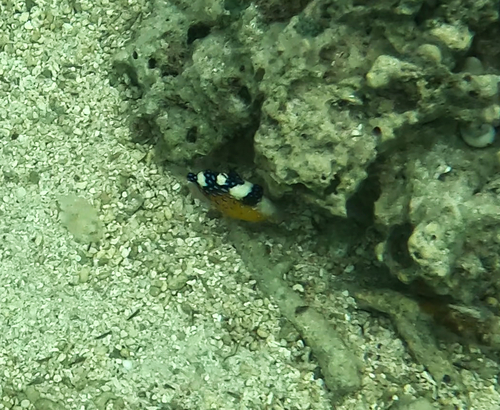 Blue triggerfish (Pseudobalistes fuscus) — Balistidae