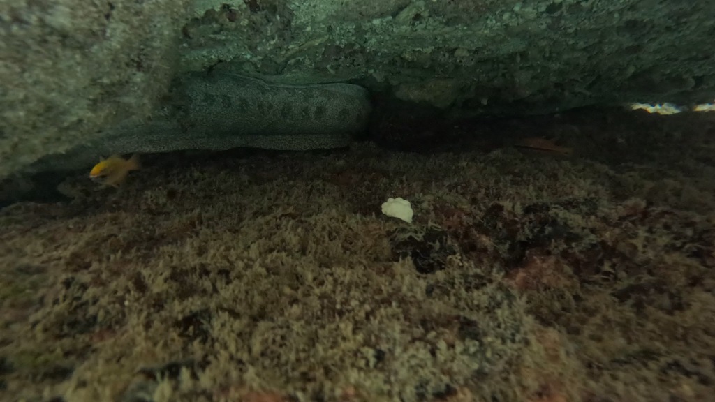 Bar-cheeked eel (Gymnothorax pictus) — Muraenidae