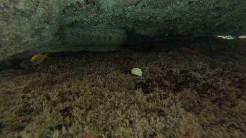 Bar-cheeked eel (Gymnothorax pictus) — Muraenidae