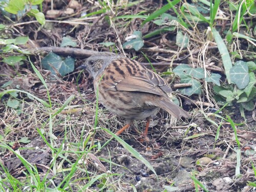 Dunnock (Prunella modularis), photo 9