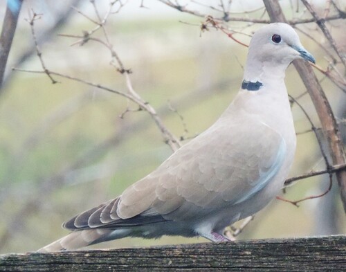 Eurasian Collared Dove (Streptopelia decaocto), photo 9