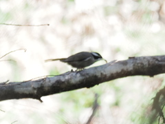 Melithreptus validirostris