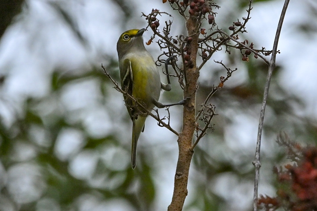 White-eyed Vireo (Vireo griseus), photo 1