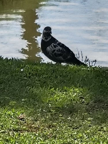 Feral Pigeon