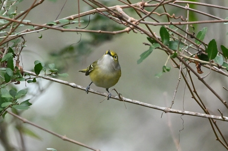 White-eyed Vireo (Vireo griseus), photo 2