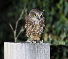 Ninox leucopsis