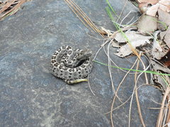 Crotalus ravus