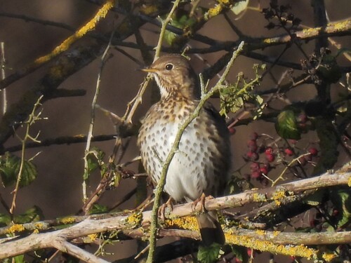 Song Thrush (Turdus philomelos)