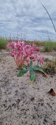 Ammocharis tinneana