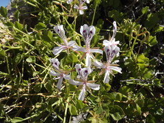 Pelargonium spinosum
