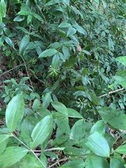 Dracaena surculosa