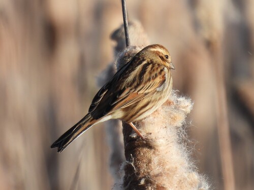 Common Reed Bunting (Emberiza schoeniclus), photo 3