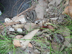 Crotalus ravus