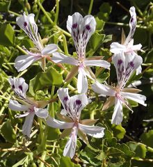 Pelargonium spinosum