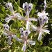 Pelargonium spinosum - Photo (c) James Deacon, some rights reserved (CC BY-NC), uploaded by James Deacon