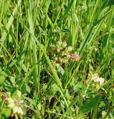 Trifolium bejariense