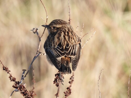 Whinchat (Saxicola rubetra), photo 2