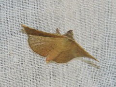 Banisia