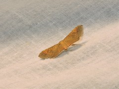 Banisia
