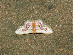 Idaea gemmaria
