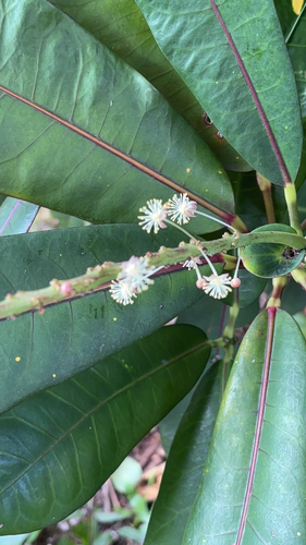 Codiaeum variegatum observed 2026-01-05