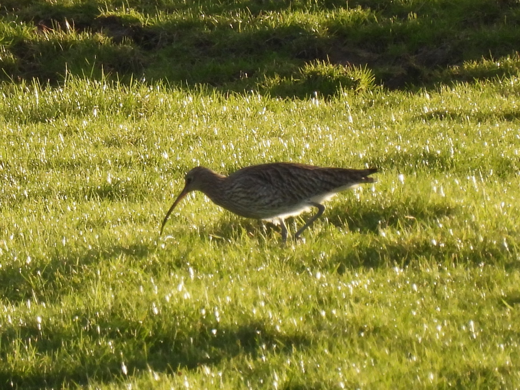 Eurasian Curlew (Numenius arquata), photo 7
