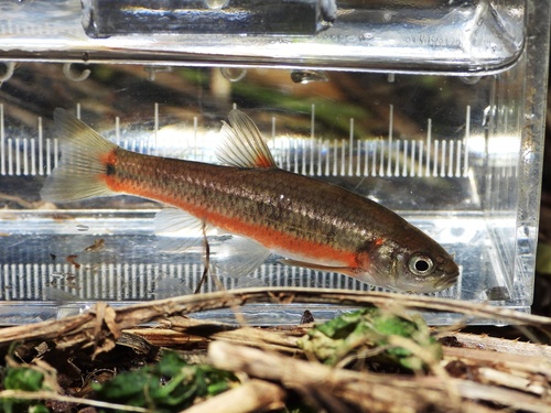 Flame Chub (Hemitremia flammea) — Cyprinidae — 5
