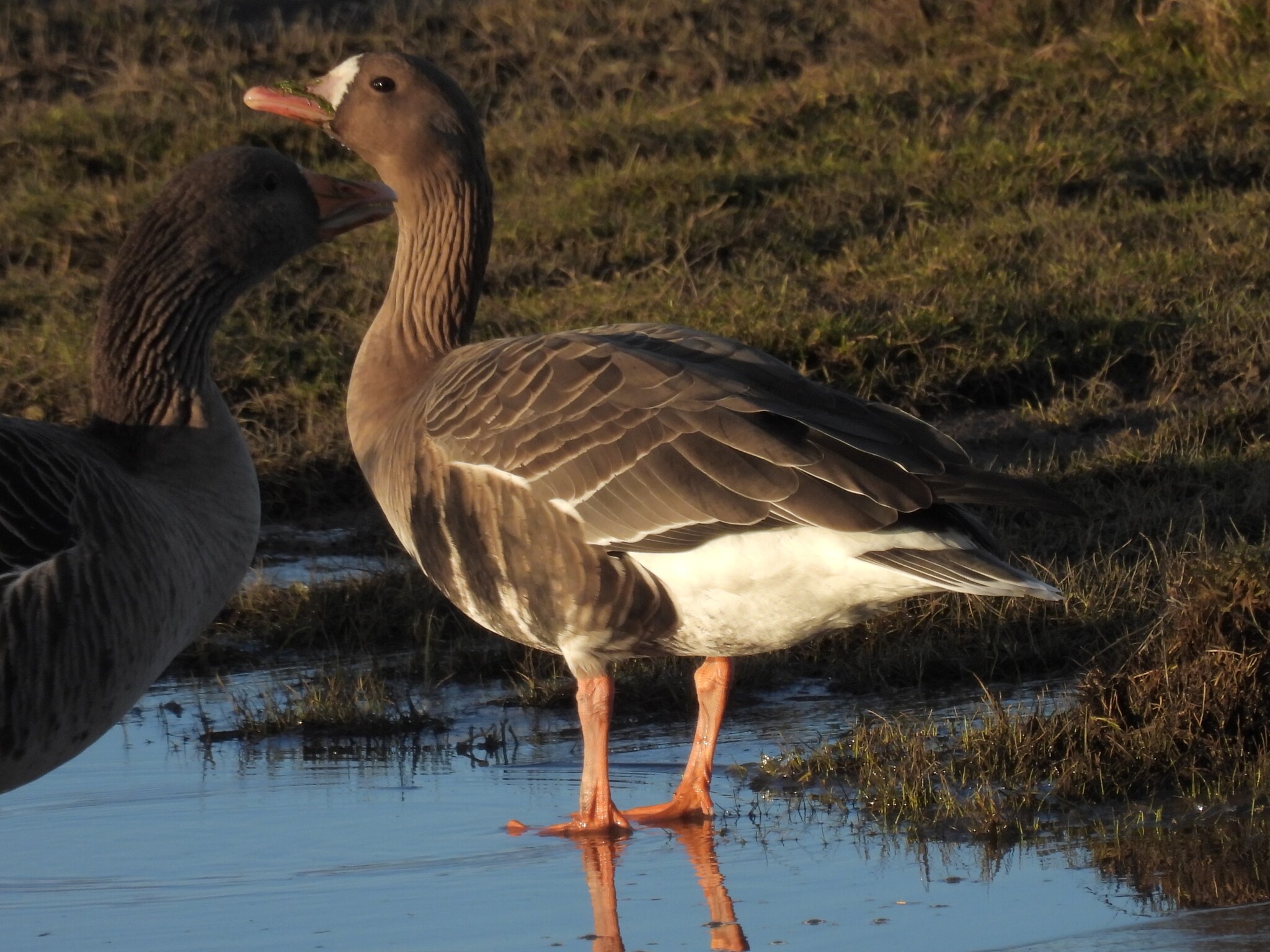 Greater White-fronted Goose (Anser albifrons), photo 7