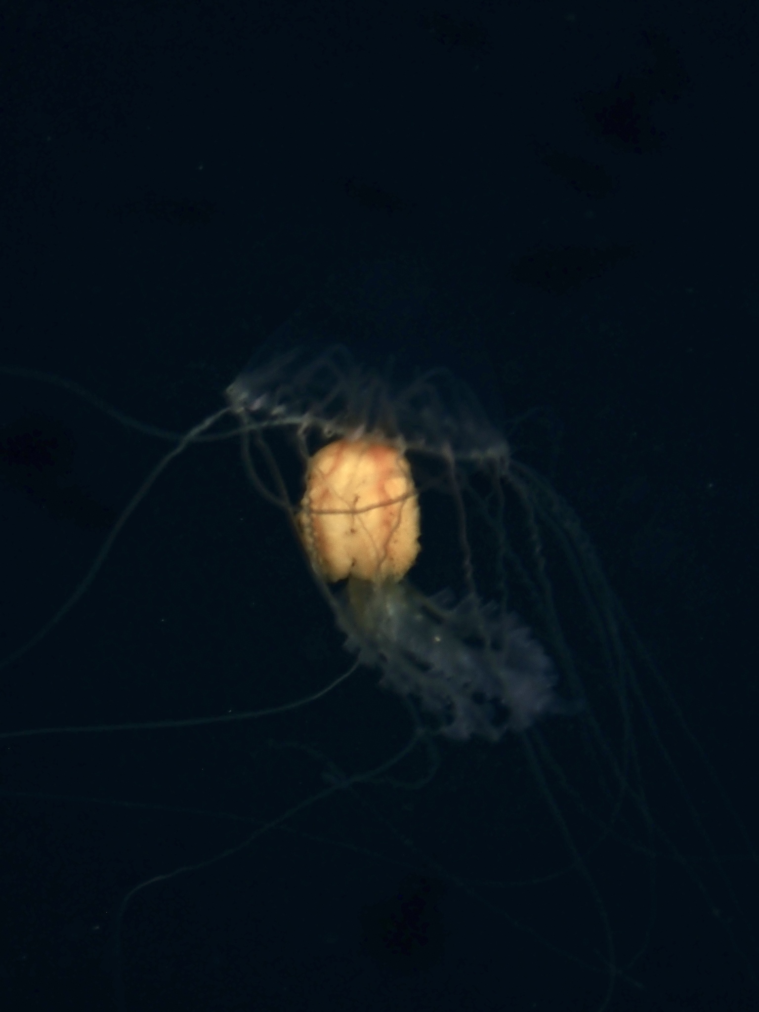 Timoides agassizii Bigelow, 1904