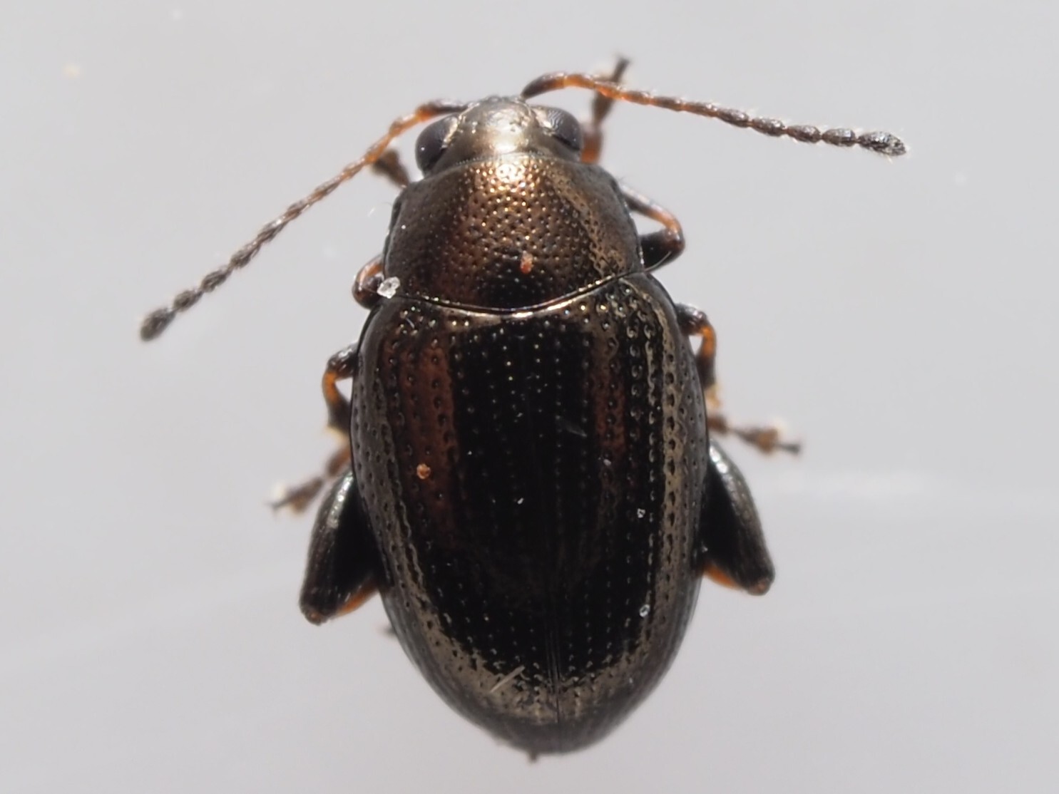 Beet Flea Beetle
