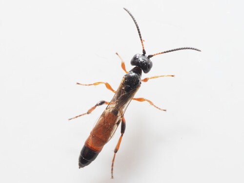 Centeterus rubiginosus