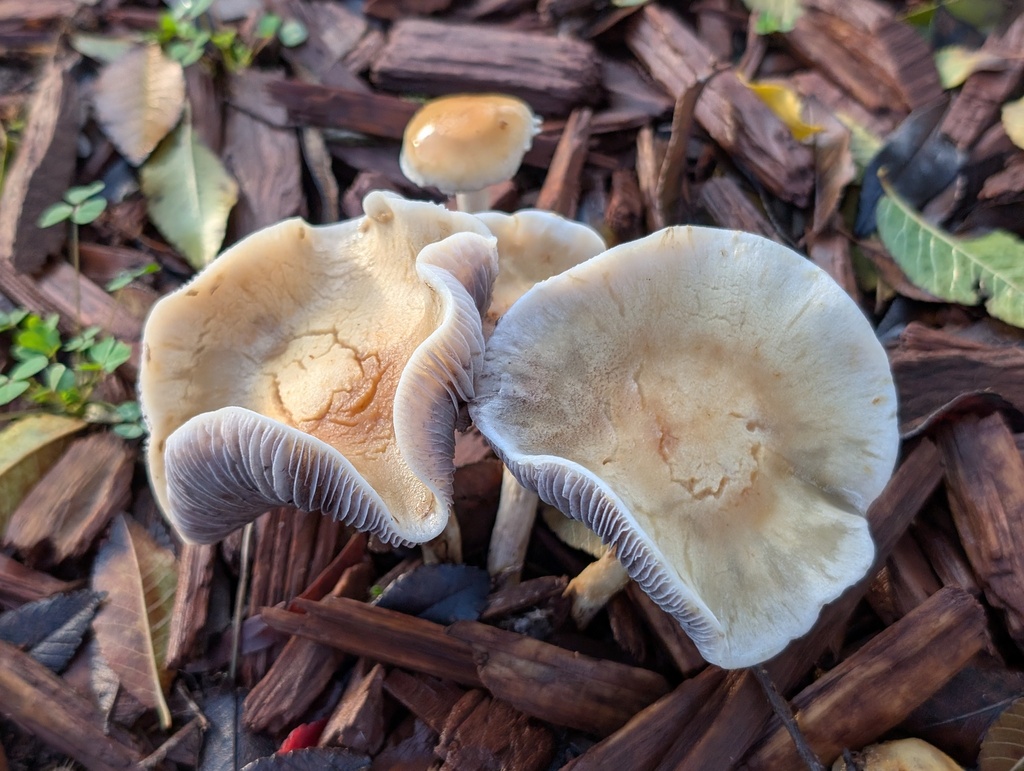Leratiomyces percevalii · January 2026 · photo: © muuushrooms (iNaturalist, cc-by)