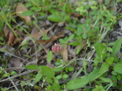 Trifolium carolinianum