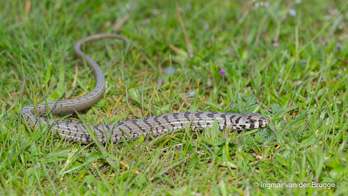 European Glass Lizard