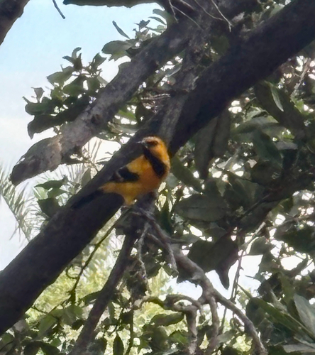 Yellow Oriole (Icterus nigrogularis), photo 2