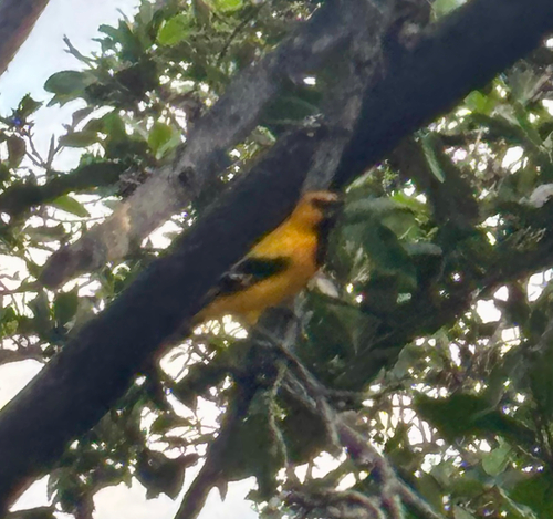 Yellow Oriole (Icterus nigrogularis)