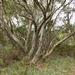Eucalyptus pauciflora - Photo (c) Reiner Richter, osa oikeuksista pidätetään (CC BY-NC-SA), lähettänyt Reiner Richter