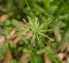 Chaerophyllum eriopodum